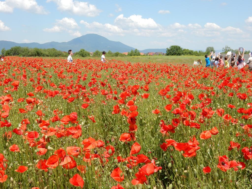 Pensiunea Cetatea Craiului Rîşnov エクステリア 写真